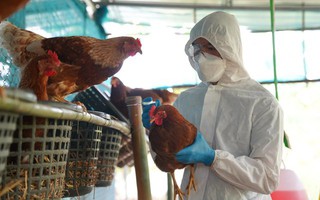 Bé gái 8 tuổi bị viêm não do nhiễm cúm H5N1 sau khi tiếp xúc gà chết
