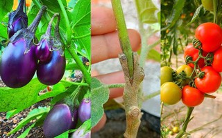 Biến đổi gene giúp cà chua và cà tím phát triển nhanh