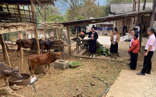 Phụ nữ Sơn La thoát nghèo từ nguồn vốn vay ưu đãi