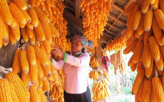 Phát triển hợp tác xã, đẩy mạnh giảm nghèo ở Lai Châu