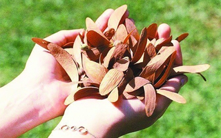 Mùa chò nâu vấn vương