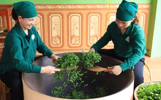 Tôn vinh di sản chè Thái Nguyên, thúc đẩy du lịch văn hóa