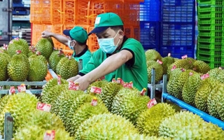 Thúc đẩy sản xuất và xuất khẩu sầu riêng bền vững