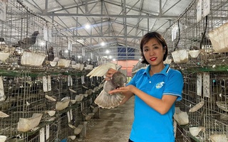 Người cán bộ Hội tiên phong xây dựng mô hình nuôi chim bồ câu Pháp