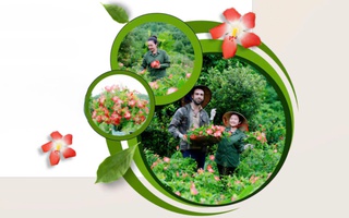Xây dựng hệ sinh thái từ sâm Bố chính