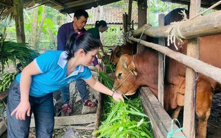 Nữ trưởng bản với "sứ mệnh" xóa nghèo