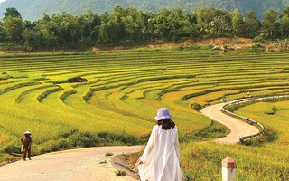 Về cùng miền lúa thênh thang