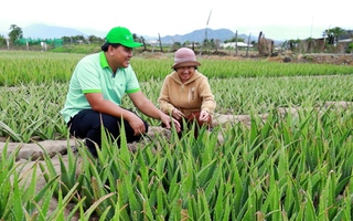 Nông dân Ninh Thuận ổn định kinh tế nhờ cây nha đam