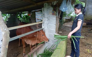 Hòa Bình: Trao sinh kế giúp đồng bào dân tộc Mường vươn lên thoát nghèo