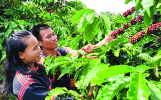 Tín dụng chính sách - bệ đỡ thoát nghèo của phụ nữ Gia Lai