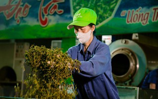 Thái Nguyên: Thí điểm chương trình phát triển vùng nguyên liệu chè bền vững La Bằng