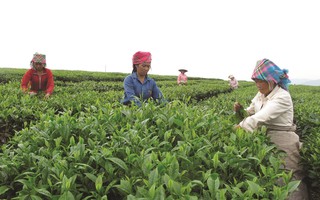 Lai Châu: Hiệu quả từ chính sách tín dụng hỗ trợ người dân thoát nghèo