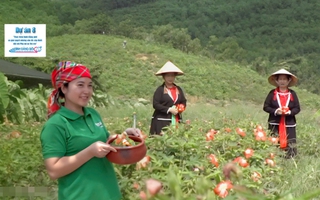 Trải nghiệm: Cùng phụ nữ Sán Dìu thu hoạch, chế biến món đặc sản từ sâm Bố Chính 