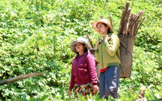 Những bà mẹ thầm lặng "nuôi" con chữ giữa đại ngàn