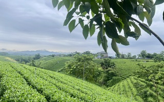 Những đồi chè xanh mướt thay đổi diện mạo nông thôn mới ở Thái Nguyên