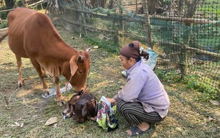 Hiệu quả từ chương trình trao bò giống, mở lối thoát nghèo ở Nghệ An