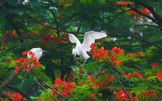 Giữa lòng Phố Hiến, Hưng Yên: Bình yên những cánh cò