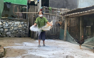 "Cuộc chiến" ngăn dịch tả lợn châu Phi ở Nghệ An