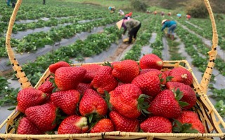 Xã Mai Sơn "thay da đổi thịt" nhờ mô hình trồng dâu tây