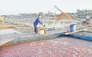 Xã Đại Lai xây dựng nông thôn mới từ mô hình nuôi thủy sản