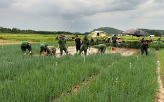 Nghệ An: 400ha rau bị ngập do mưa lớn, dân bán rau non gỡ vốn