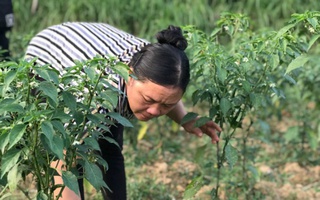 Nông dân xã Hòa An được tập huấn trồng ớt hữu cơ 