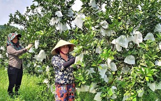 Đẩy mạnh kết nối giao thương, đưa sản phẩm OCOP Nghệ An vươn xa