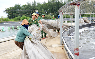 Nghệ An căng mình ứng phó bão số 5: Cấp tập di dời, thu hoạch nông sản, bảo vệ tài sản