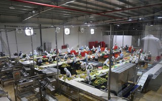 Sơn La đặt mục tiêu trở thành vùng nông nghiệp ứng dụng công nghệ cao ở vùng Tây Bắc