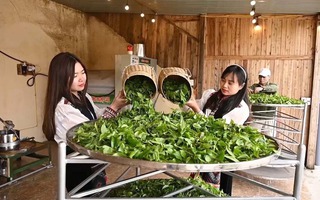 Mô hình nông lâm kết hợp làm du lịch góp phần phát triển kinh tế nông thôn