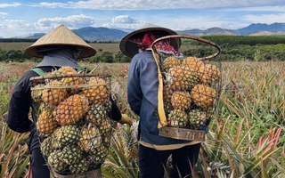 Mô hình trồng dứa mật giúp người dân xã biên giới vươn lên thoát nghèo