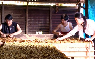 Quảng Ngãi: Hội LHPN xã Đăk Pxi đồng hành cùng hội viên phụ nữ trong phát triển kinh tế