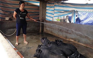 Xây dựng nông thôn mới từ mô hình liên kết chăn nuôi