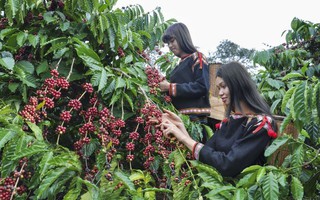 Lồng ghép giới trong tiếp cận dịch vụ khuyến nông và tài chính