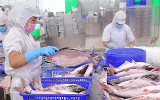 Lợi nhuận quý “nữ hoàng cá tra” cao nhất trong 2 năm qua, bất chấp áp lực thuế quan