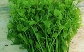 Phụ nữ xã Ba Bể: Phát triển mô hình đặc sản rau bò khai