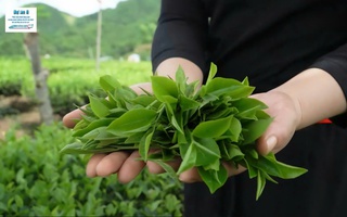Trải nghiệm: Làm trà móc câu giữa Thủ đô gió ngàn