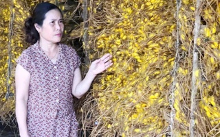 Hiệu quả từ mô hình trồng dâu nuôi tằm trong phòng lạnh ở Vũ Tiên