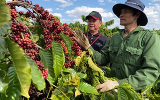 Gắn kết với người nông dân nâng cao chất lượng cà phê Việt Nam