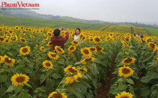 Bỏ túi 4 lưu ý khi check-in cánh đồng hoa hướng dương lớn nhất Việt Nam