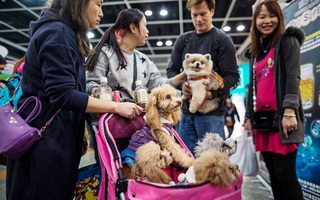 Không lập gia đình và sinh con, người Trung Quốc đổ tiền cho thú cưng