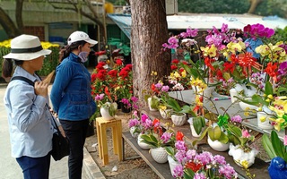 TPHCM: Thị trường hoa Tết trầm lắng, hoa đào ít người mua