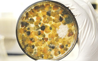 Nhận diện thực phẩm chứa aflatoxin gây ung thư 

