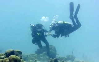 Màn cầu hôn dưới đáy biển Caribbean với chiếc nhẫn giấu trong vỏ sò