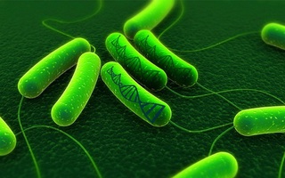 5 điều cần biết về vi khuẩn HP