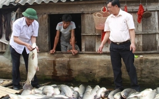 Trưng cầu giám định mẫu cá chết trên sông Bưởi