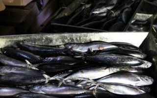 Sẽ tiêu hủy 30 tấn cá nục nhiễm chất cực độc