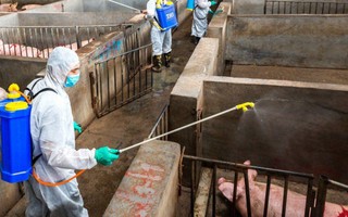 Chuyên gia quốc tế hỗ trợ Việt Nam ứng phó dịch tả lợn châu Phi