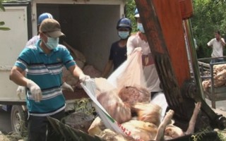 4 tạ thịt lợn thối sắp từ lò mổ ra thị trường