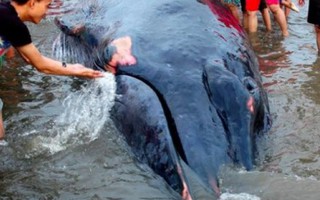 Cá voi nặng 10 tấn dạt vào bờ biển Diễn Châu 